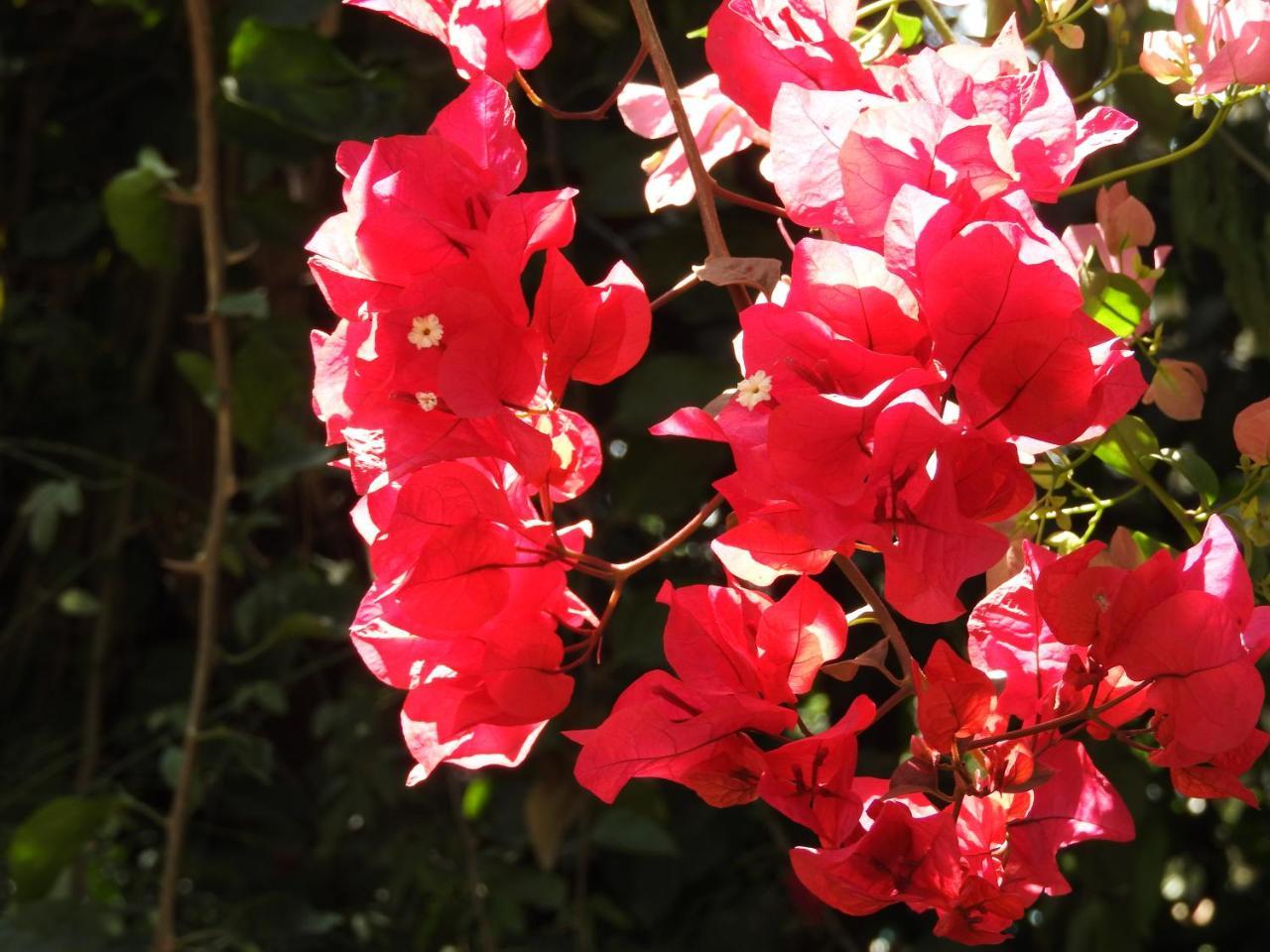 Magnolia Pine Bed & Breakfast Nairobi Zewnętrze zdjęcie